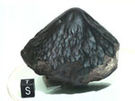 Метеорит "Каракол"